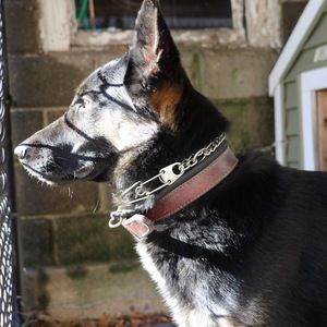 Meet your Posher, Maggie